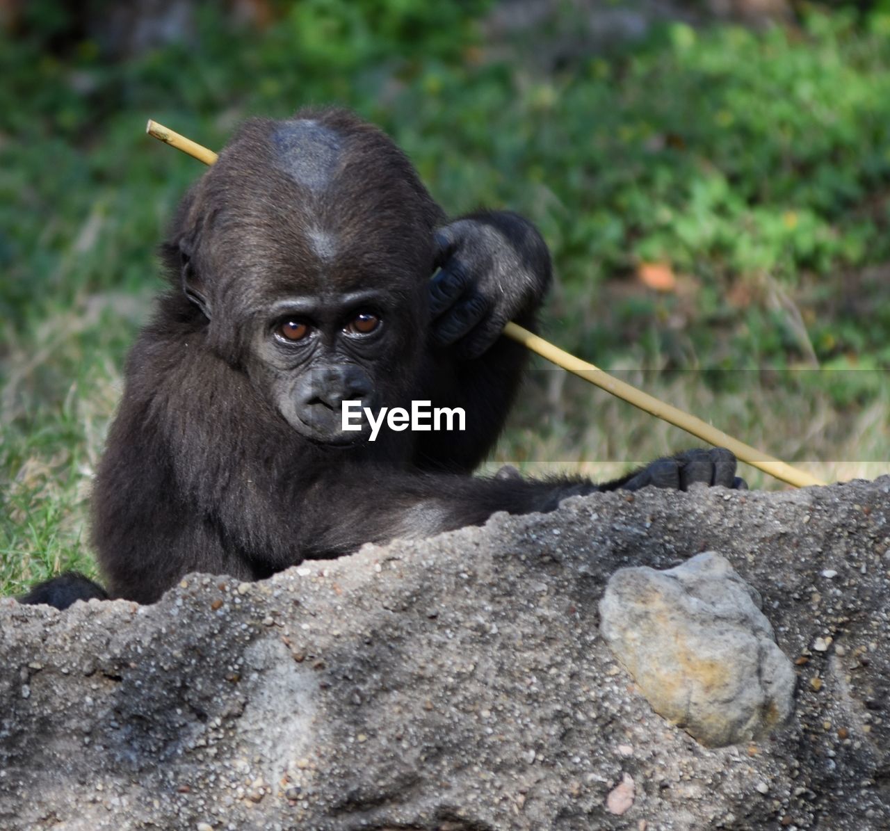 Portrait of black baby gorilla