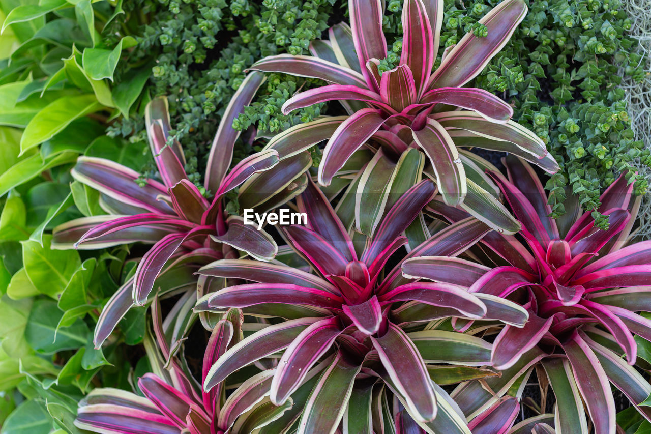 CLOSE-UP OF PINK FLOWER PLANT