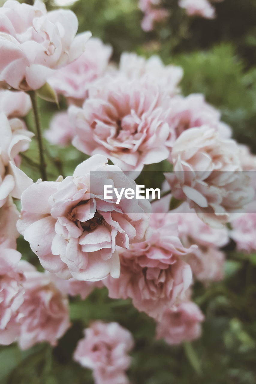 CLOSE-UP OF PINK FLOWERS BLOOMING