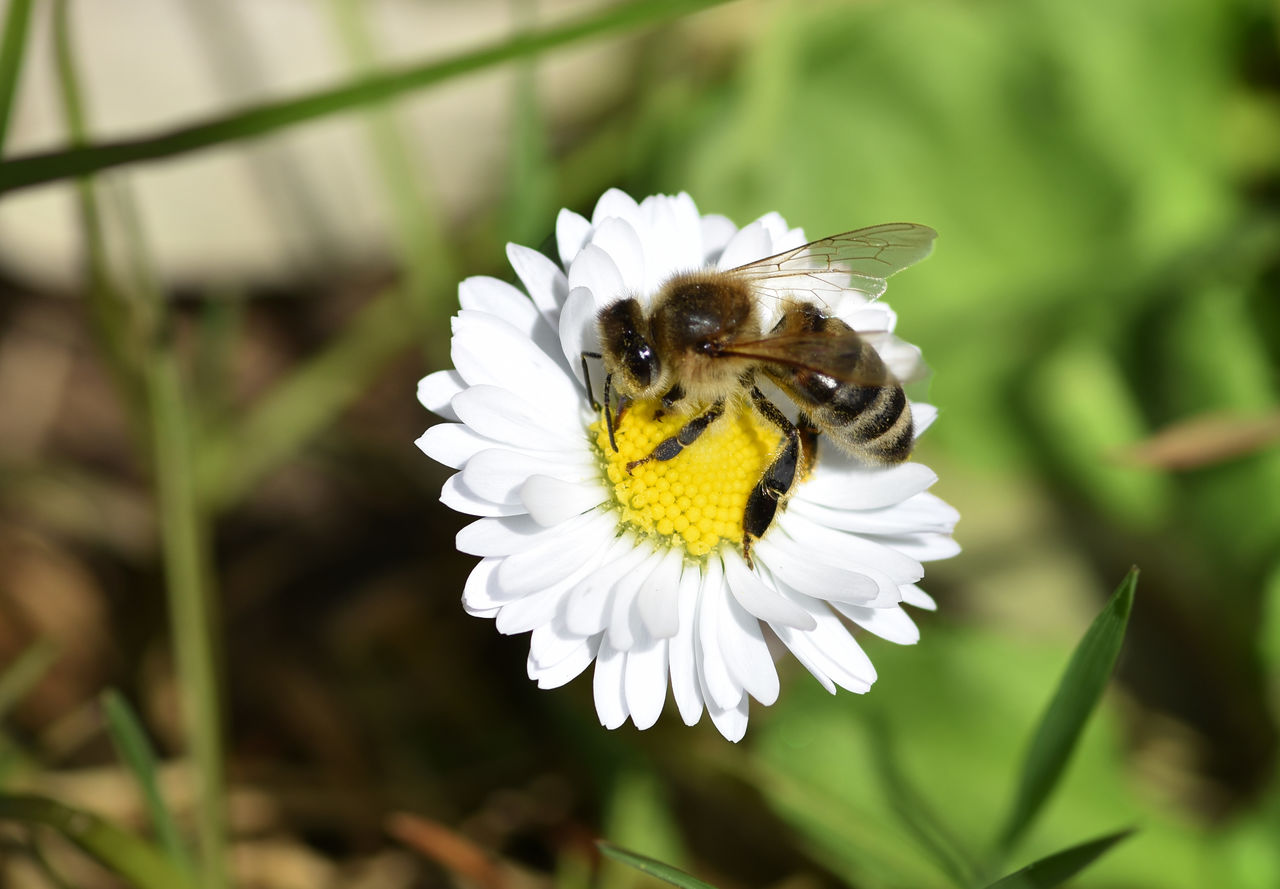 CLOSE-UP OF HONEY BEE POLLINATING ON FLOWER