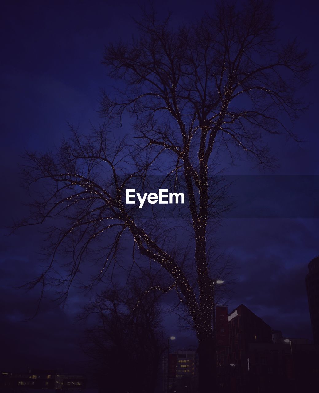 LOW ANGLE VIEW OF BARE TREES AGAINST SKY AT DUSK