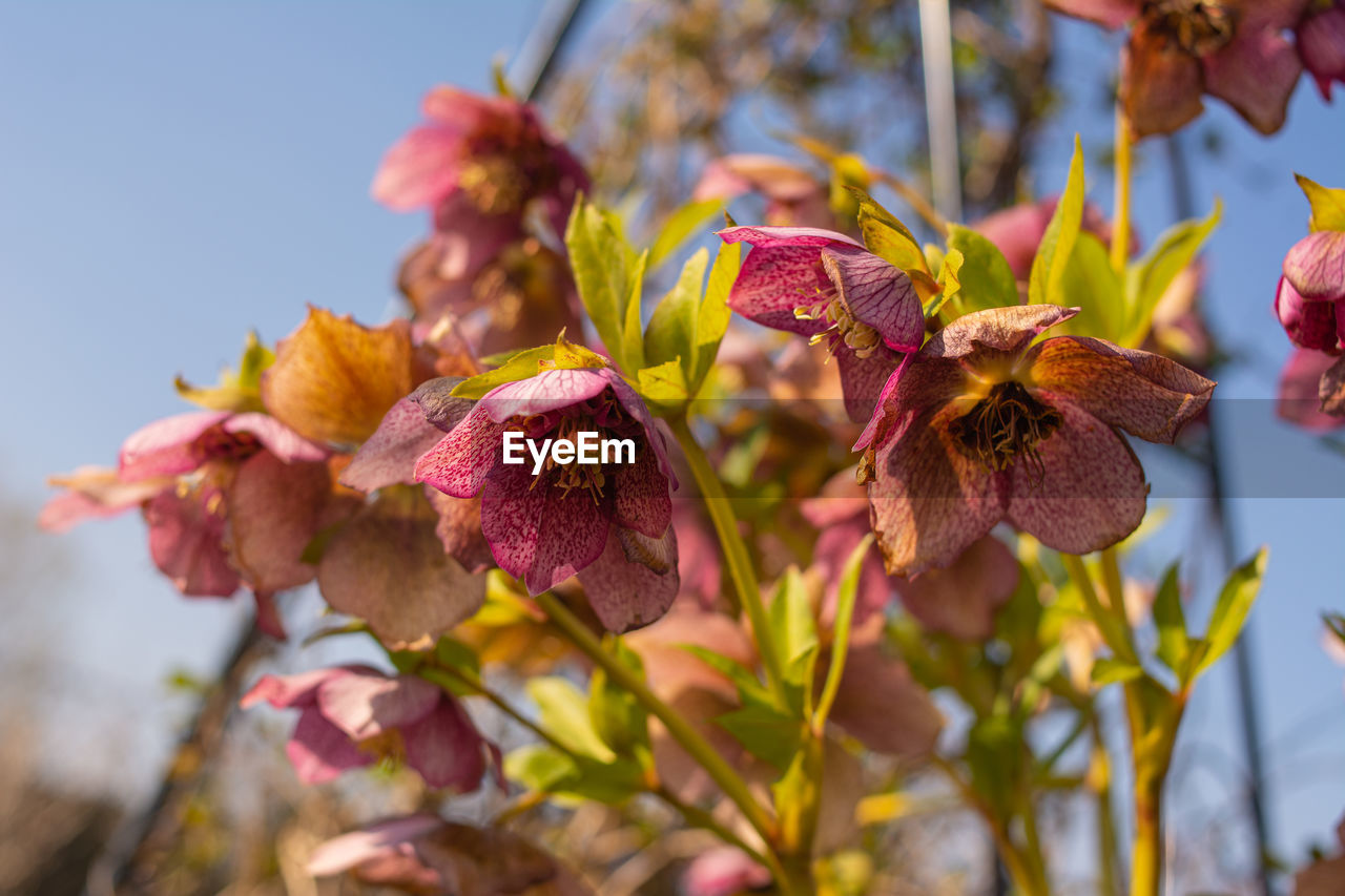 Close-up of wilted flowering plant