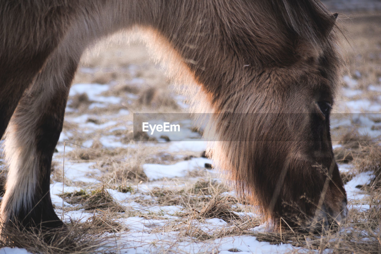 CLOSE-UP OF HORSE STANDING ON FIELD