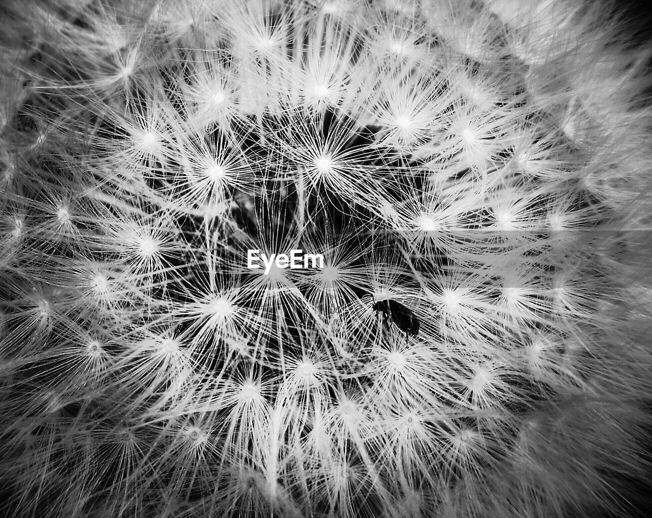 CLOSE-UP OF DANDELION ON PLANT