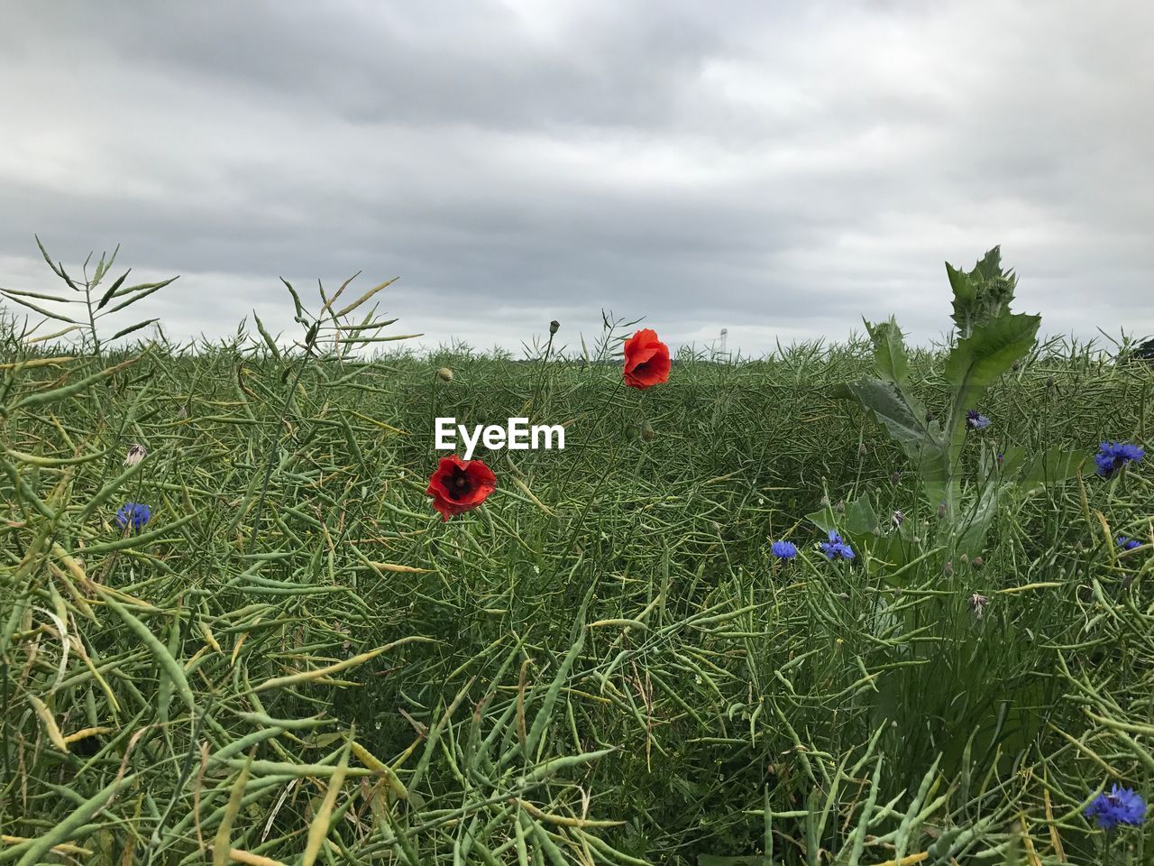 Poppies growing on field against sky