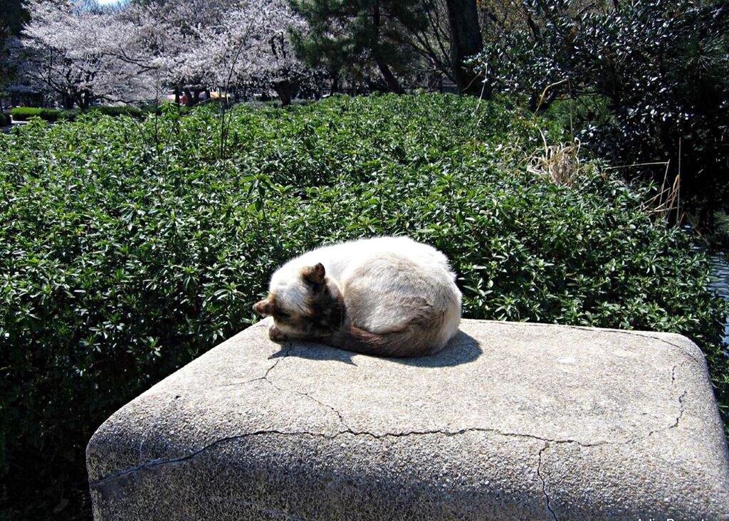 DOG RELAXING ON GRASS