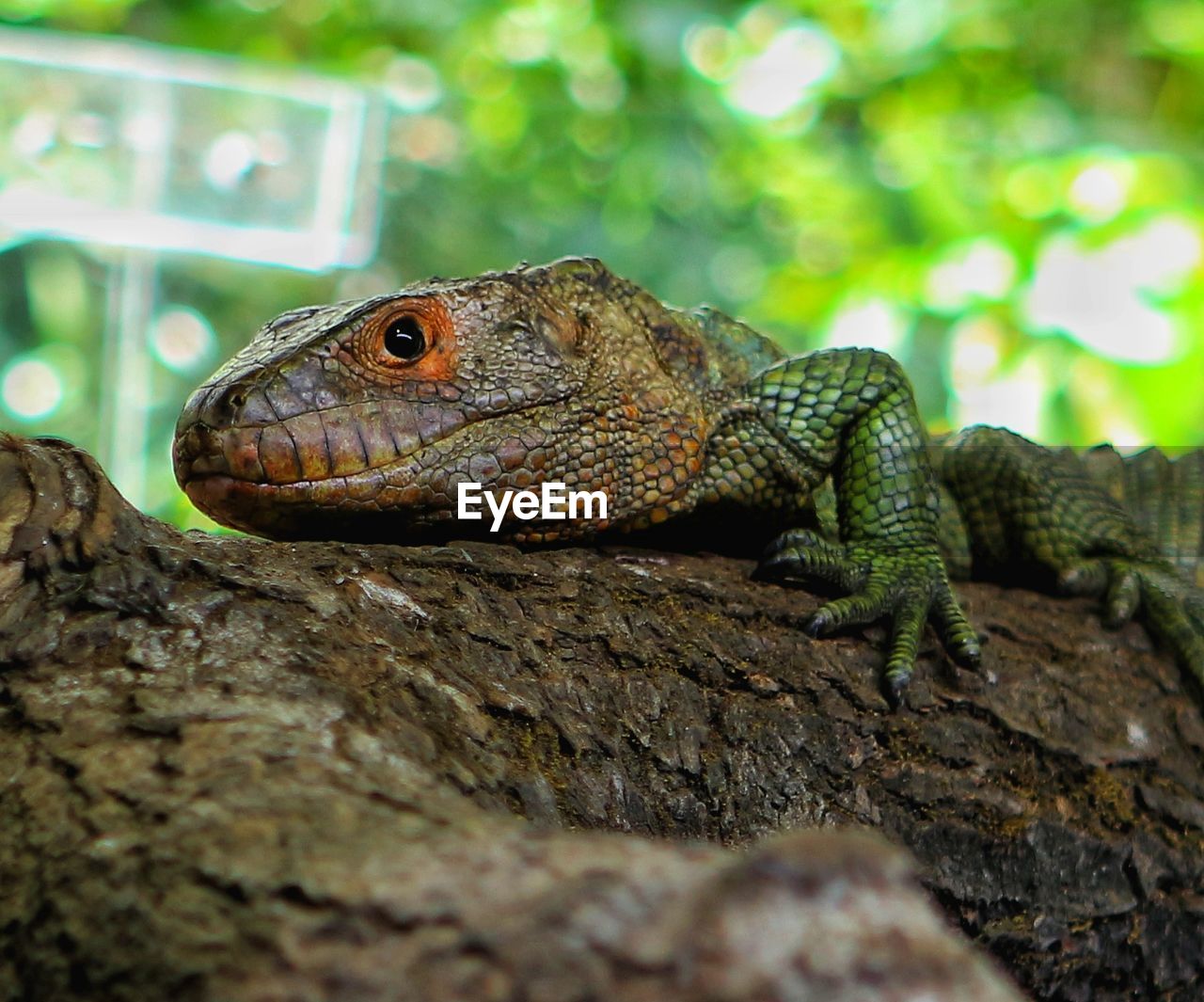 Close-up of lizard