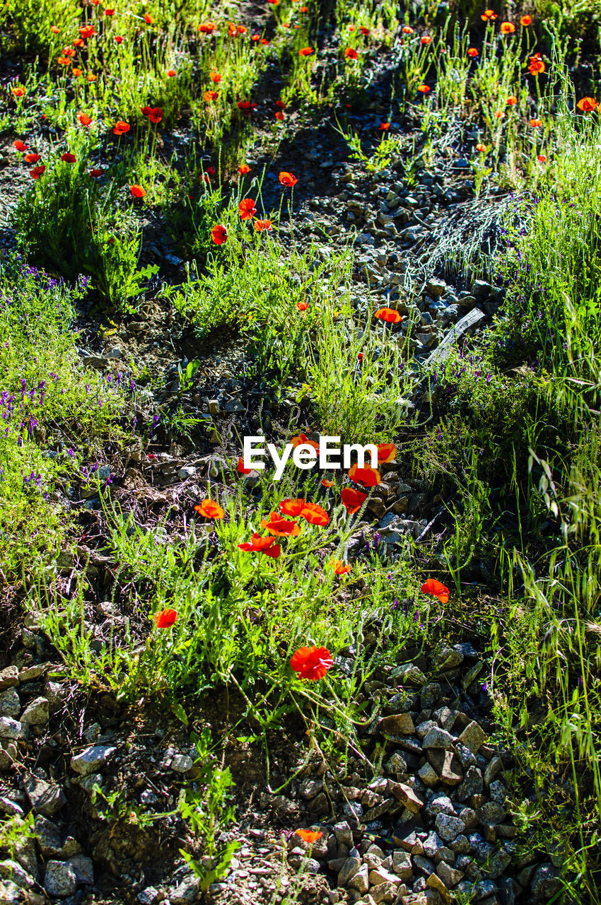 VIEW OF RED FLOWERS