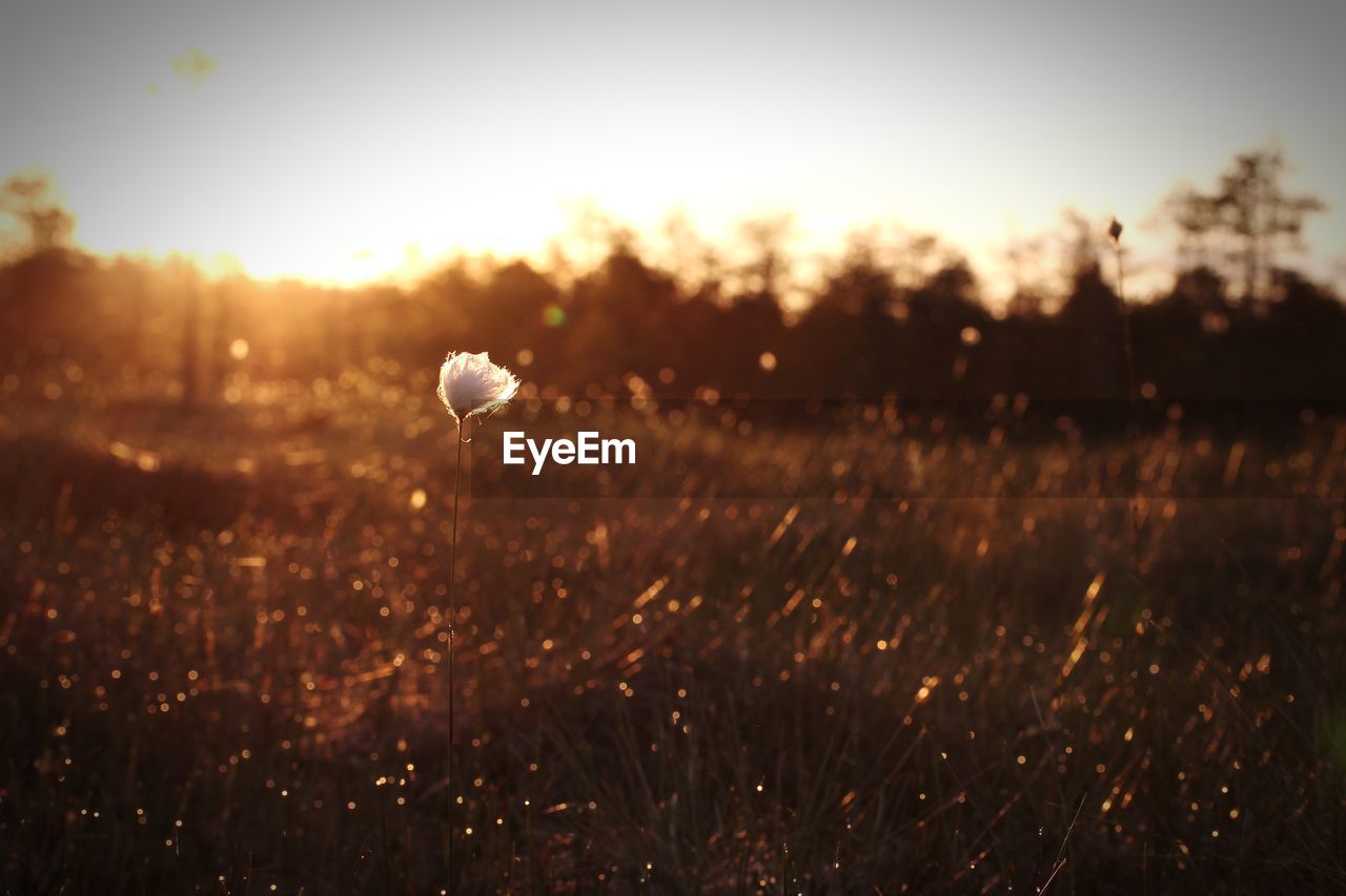 GRASS GROWING ON FIELD AGAINST SKY AT SUNSET