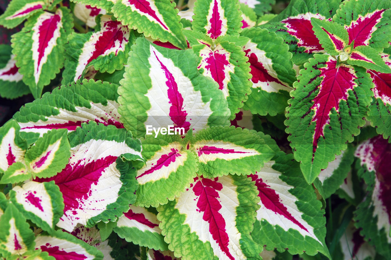 Solenostemon or coleus - plectranthus scutellarioides - cultivated for variegated leaves