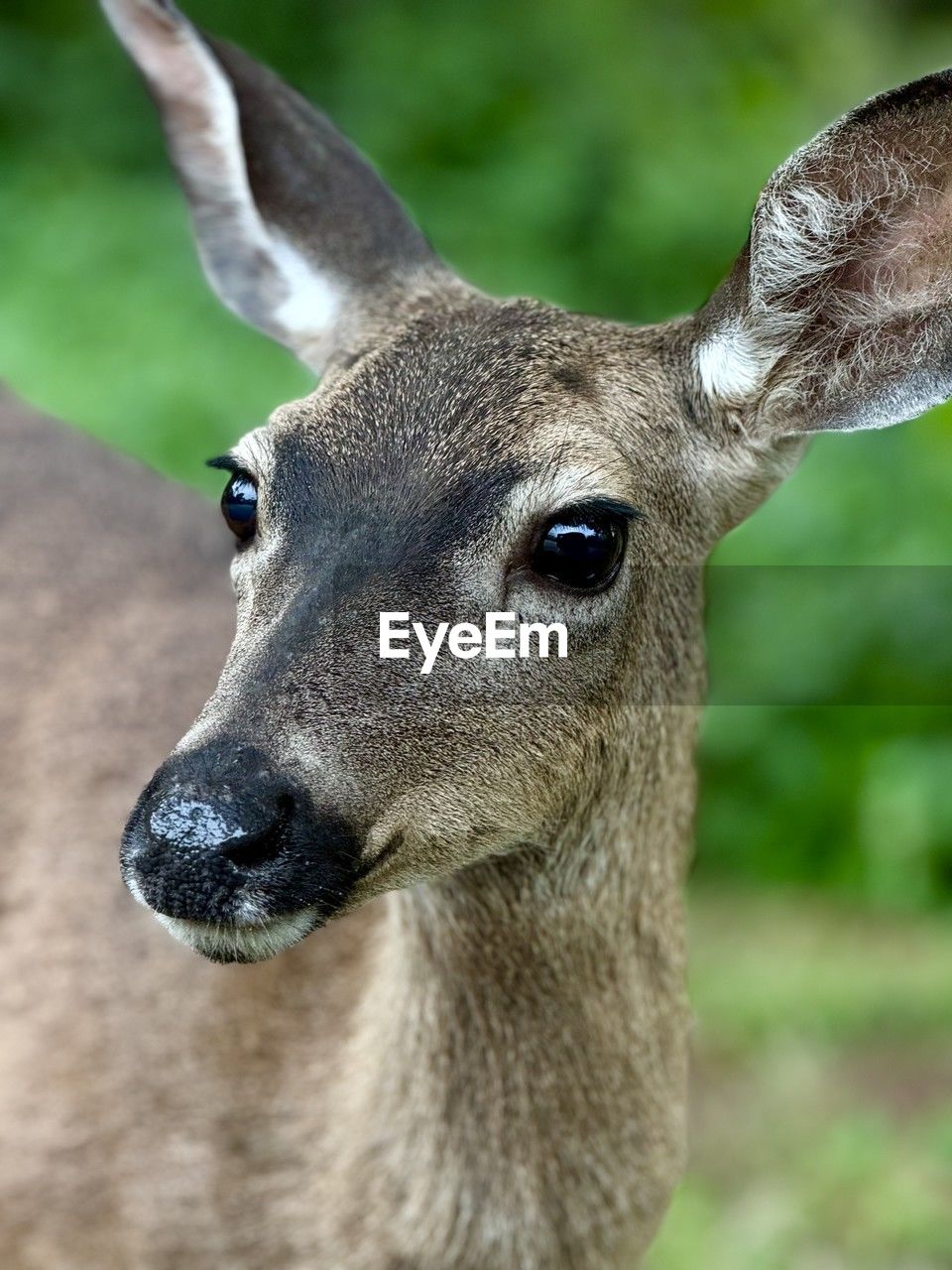 animal, animal themes, animal wildlife, one animal, mammal, deer, wildlife, portrait, focus on foreground, animal body part, close-up, animal head, no people, looking at camera, day, nature, outdoors, domestic animals