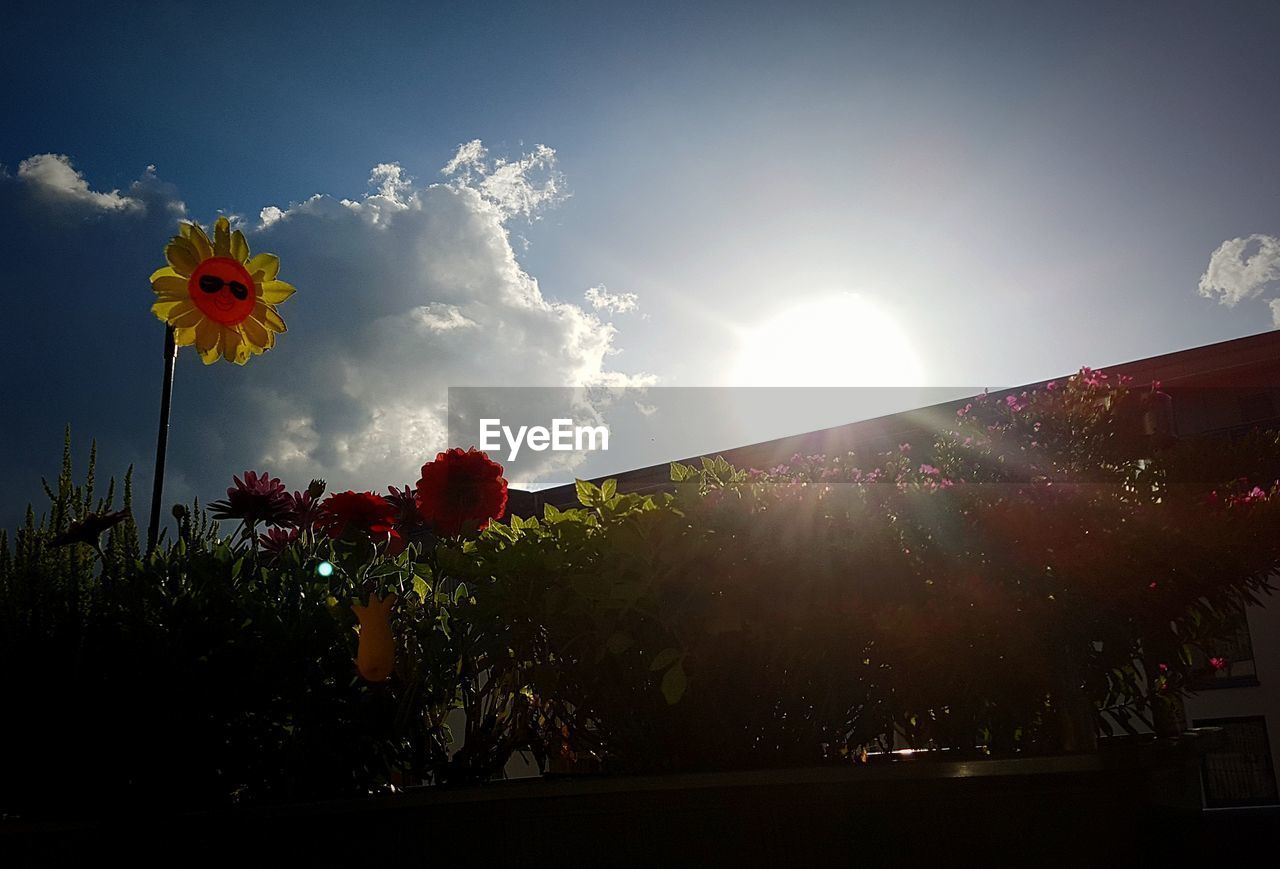 Flowers blooming against sky