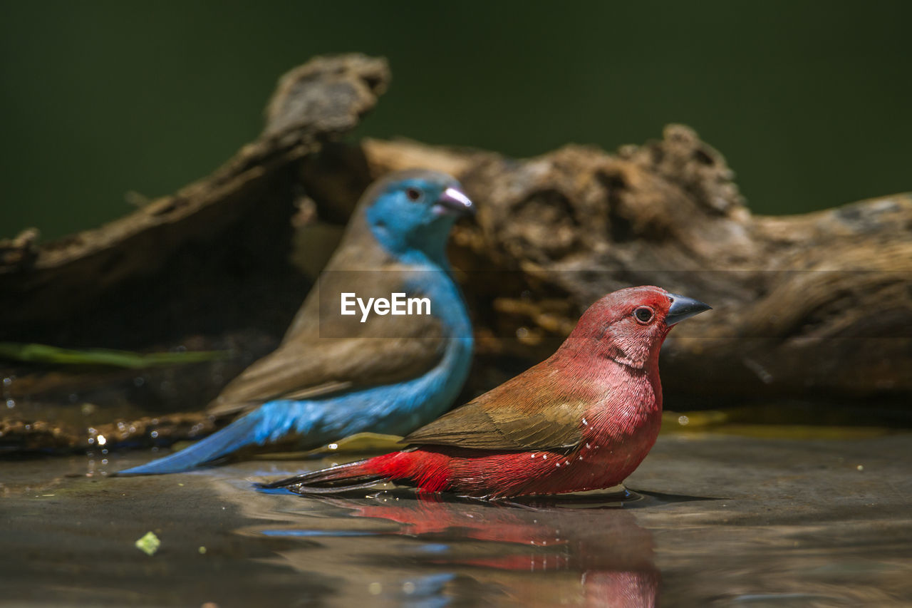 VIEW OF BIRDS IN LAKE