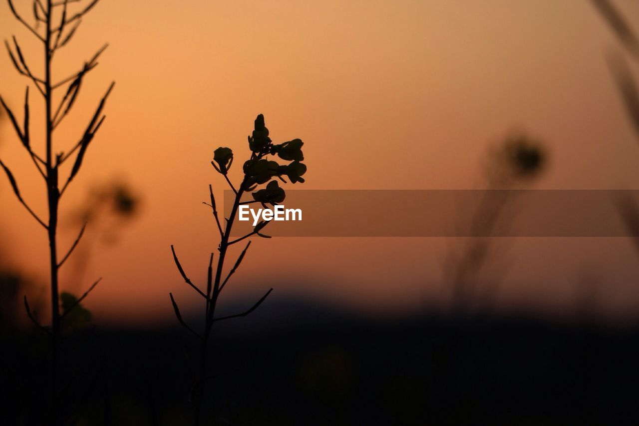 CLOSE-UP OF PLANTS AT SUNSET