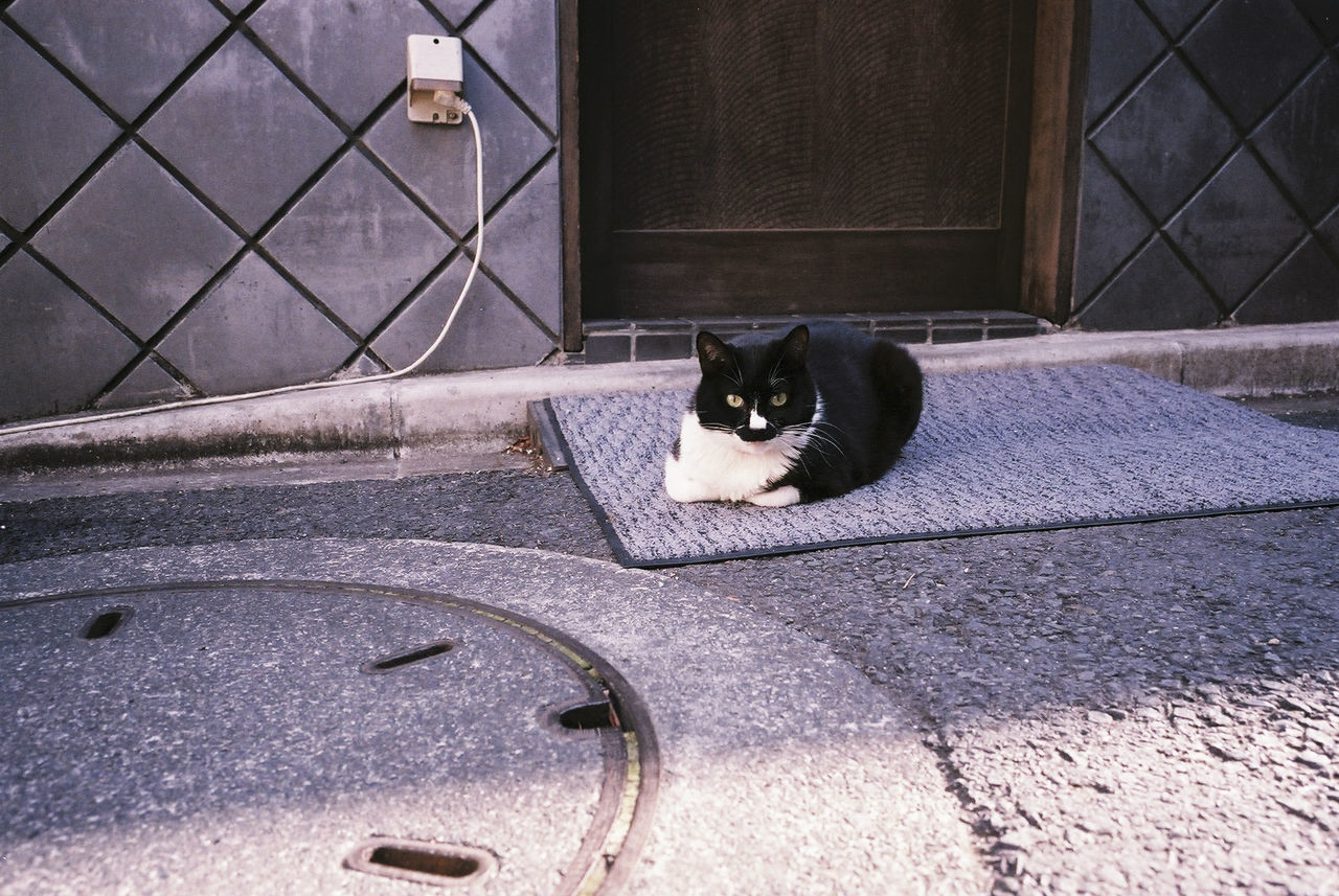 Portrait of cat relaxing on doormat