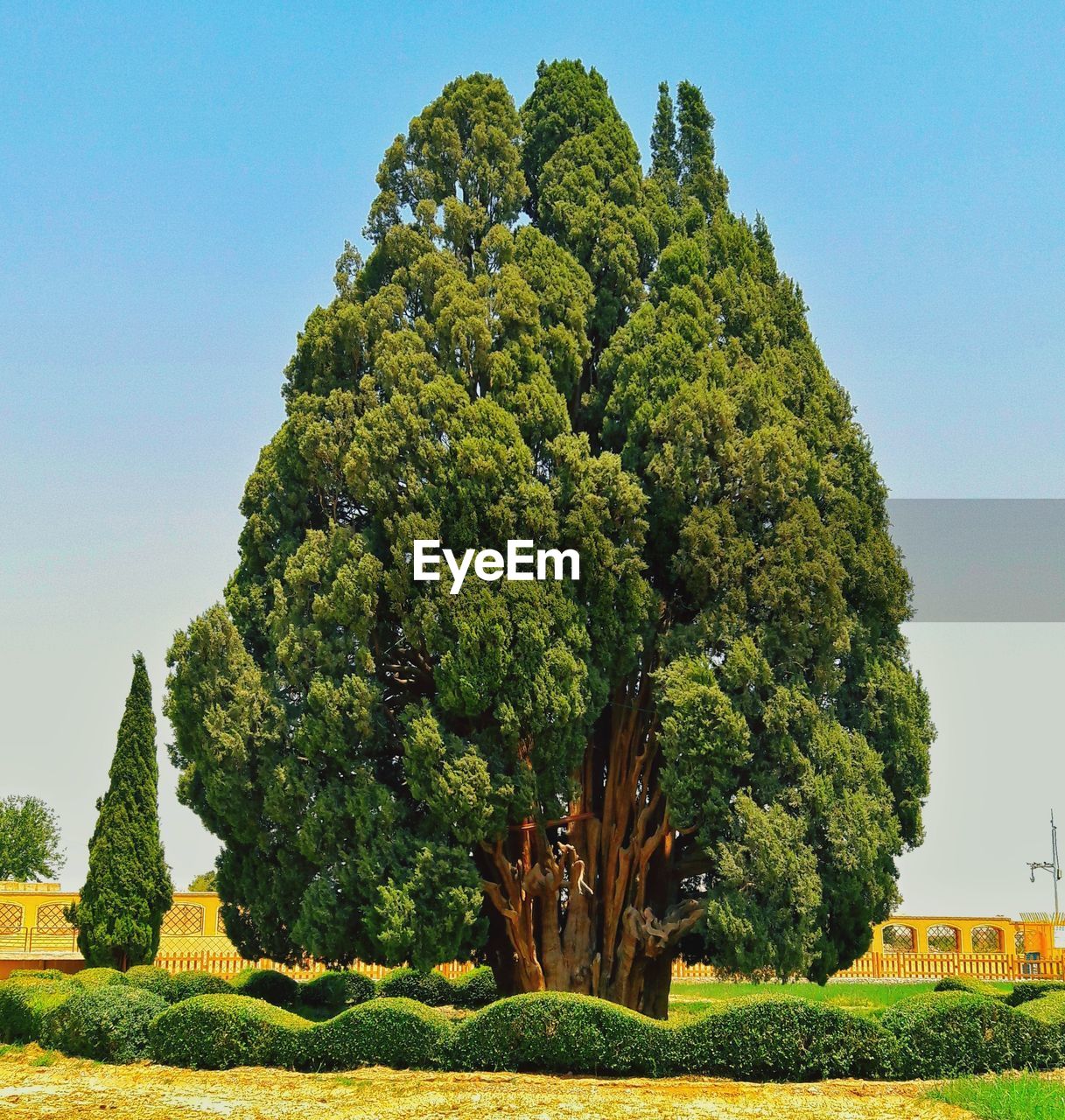 4000 years cedar tree at abarkooh city, iran thats still alive 