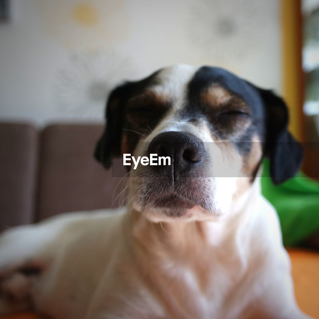 CLOSE-UP PORTRAIT OF DOG LOOKING AWAY