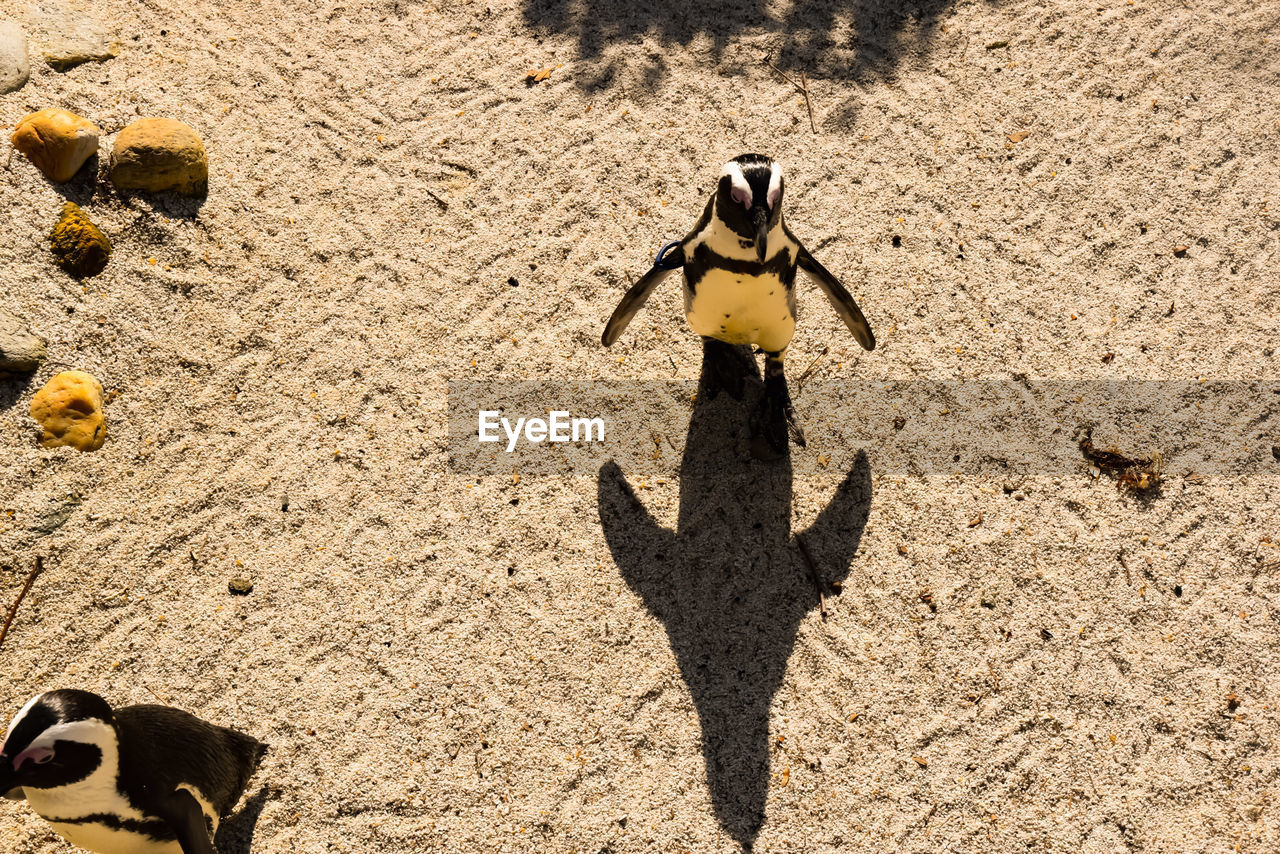 HIGH ANGLE VIEW OF A BIRD ON SANDY BEACH