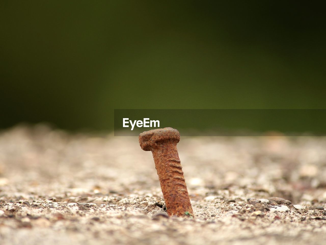 CLOSE-UP OF MUSHROOM