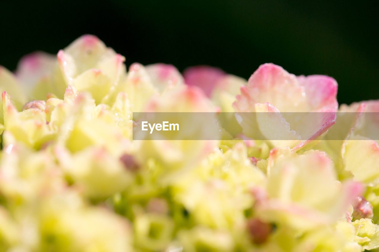 Pale pink flowers in bloom