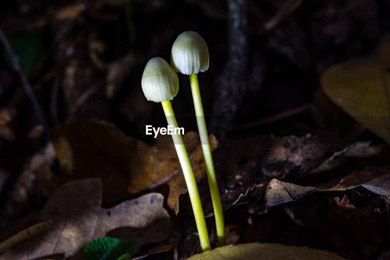 CLOSE-UP OF MUSHROOMS GROWING ON LAND