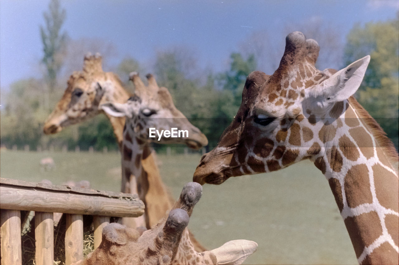 Close-up of giraffe against sky