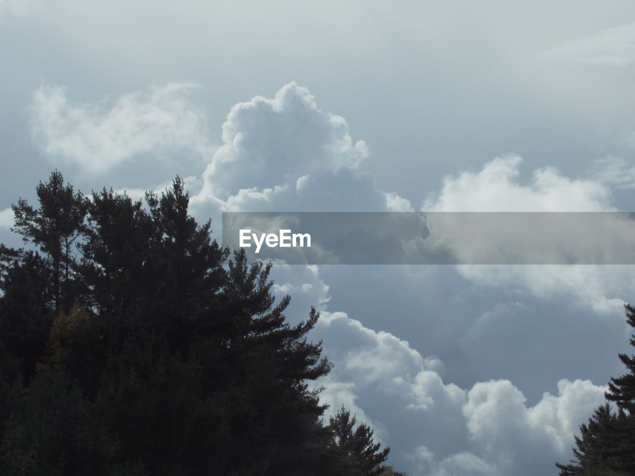 LOW ANGLE VIEW OF TREE AGAINST SKY