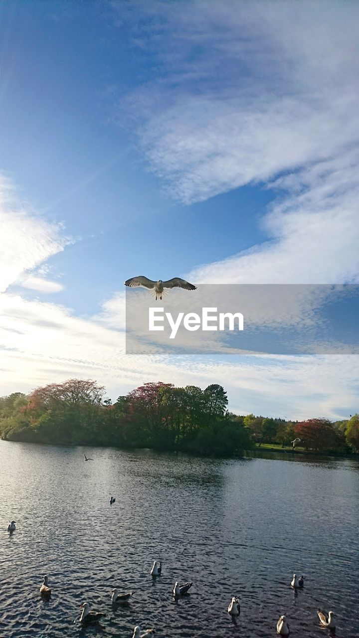 SEAGULLS FLYING OVER LAKE