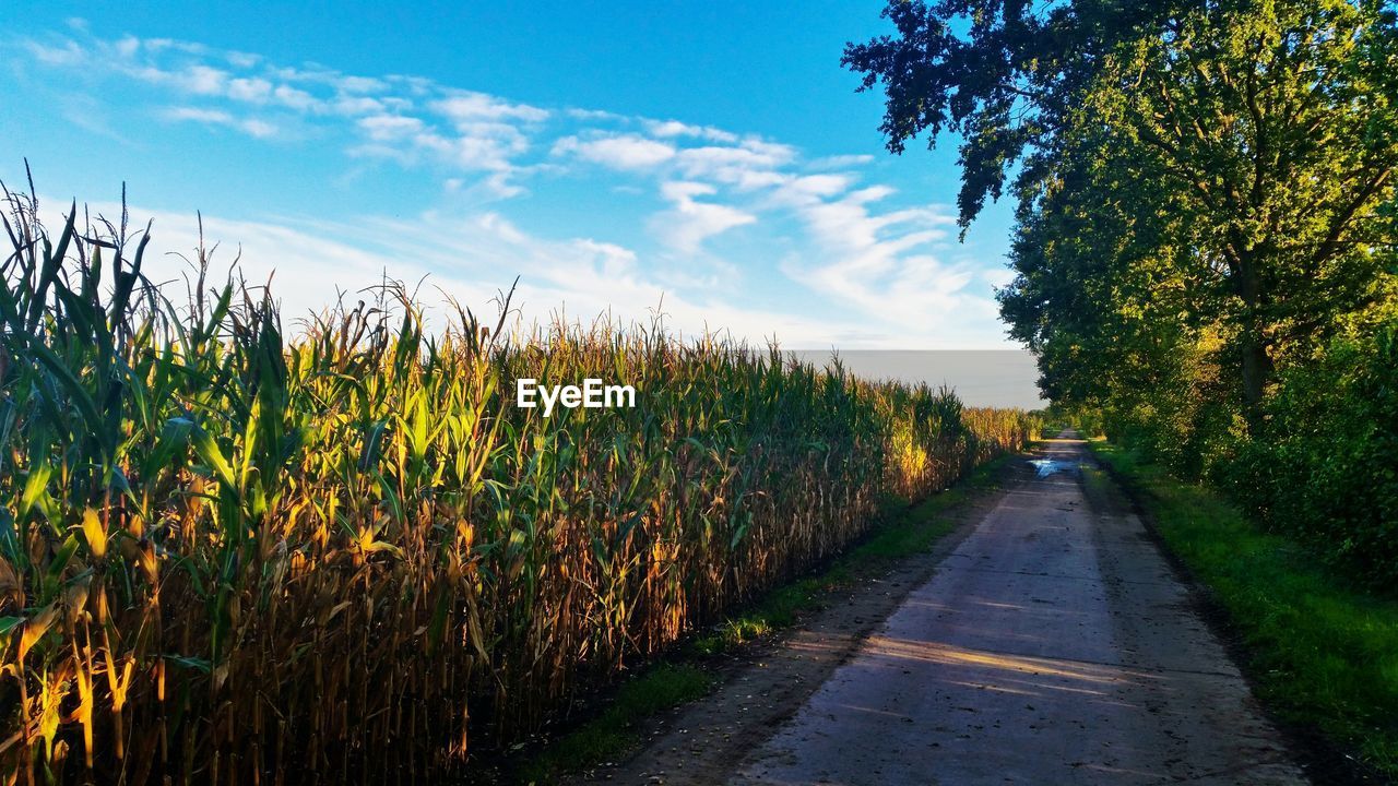 Street by field against sky