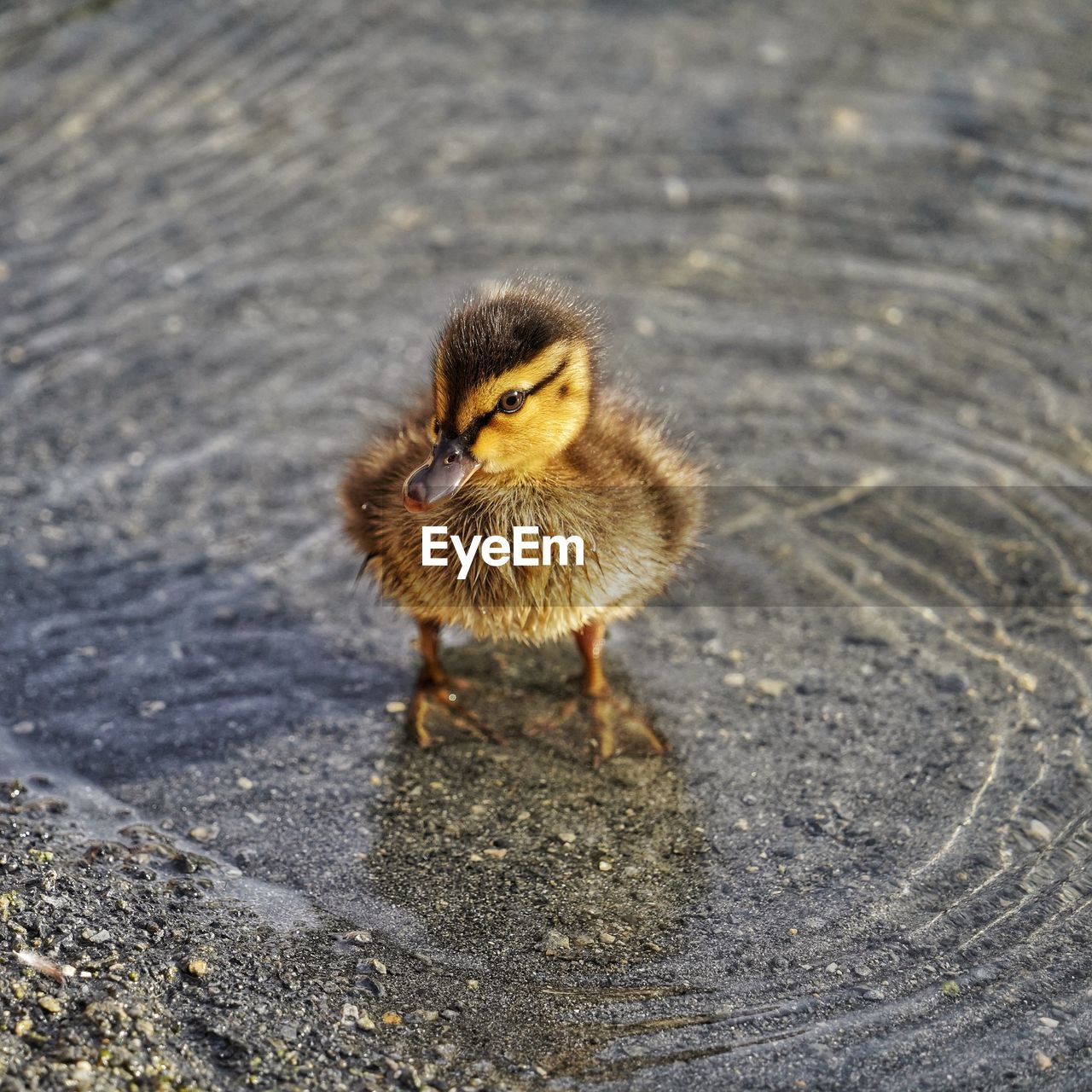 Duck swimming in lake