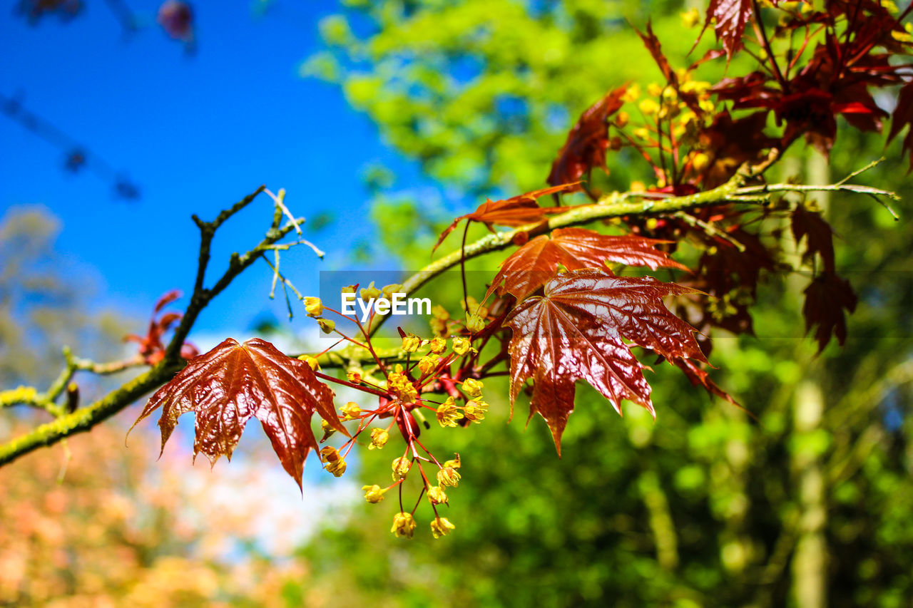 Close-up of leaves on branch against sky