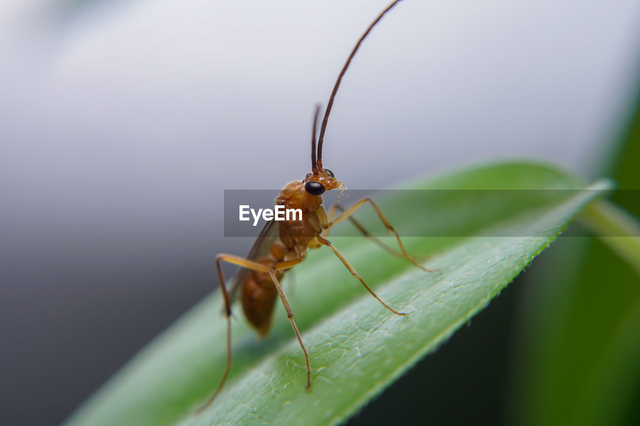 INSECT ON LEAF