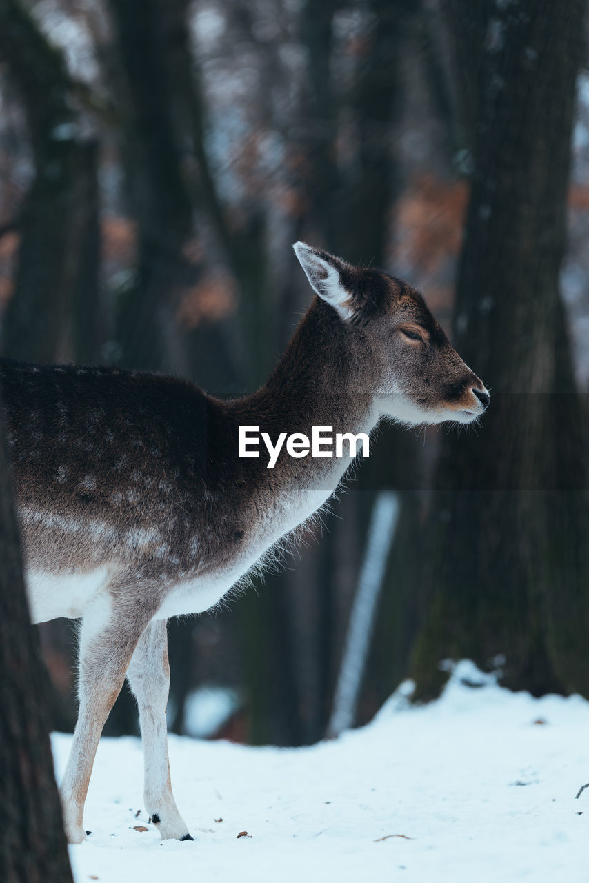 Deer standing on snow covered land