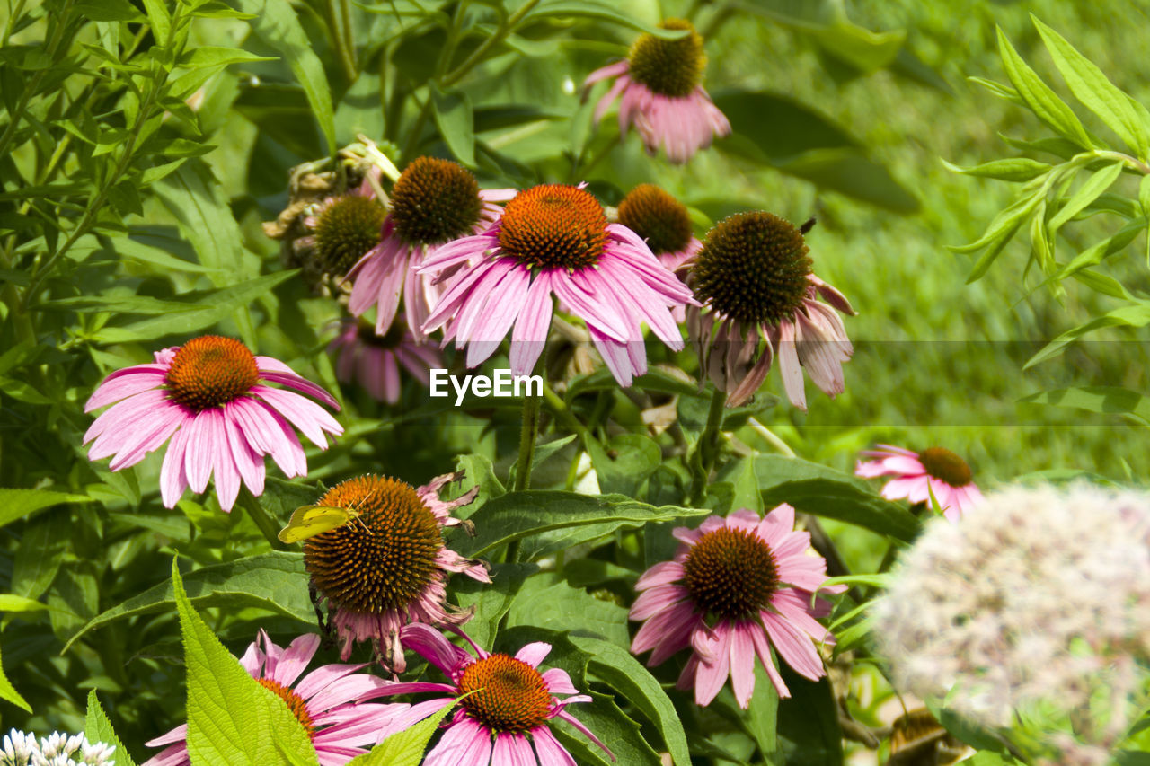 CLOSE-UP OF FRESH PURPLE CONEFLOWER BLOOMING OUTDOORS