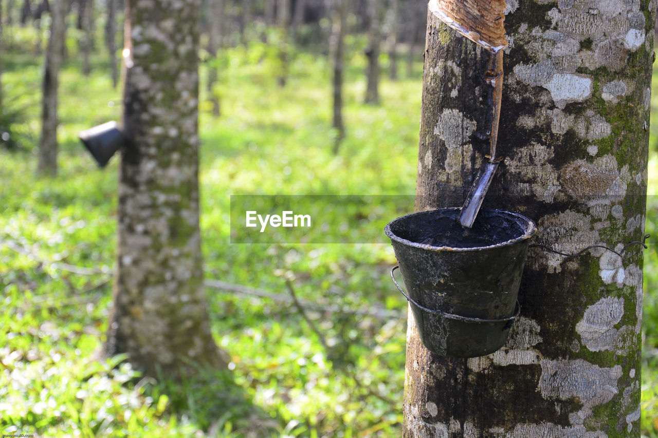 Buckets hanging on rubber trees
