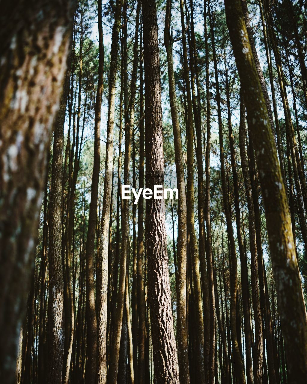 Low angle full frame shot of trees in forest