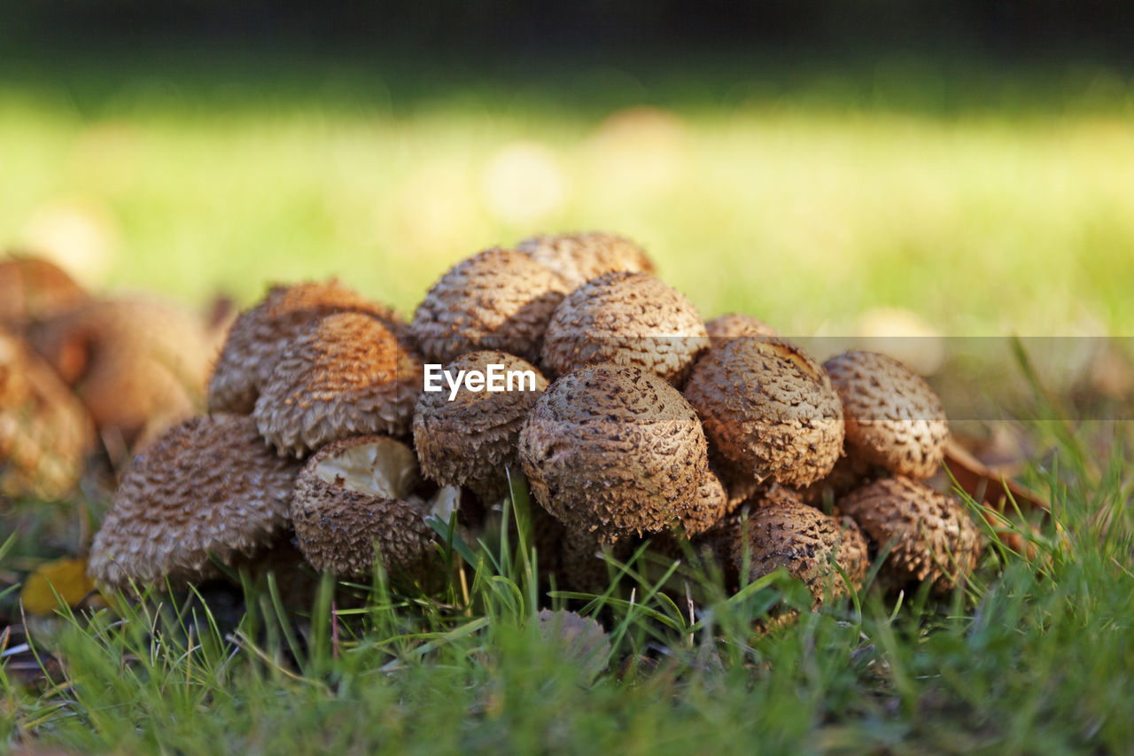 Brown and beige mushrooms that grow very close together on the lawn of the church