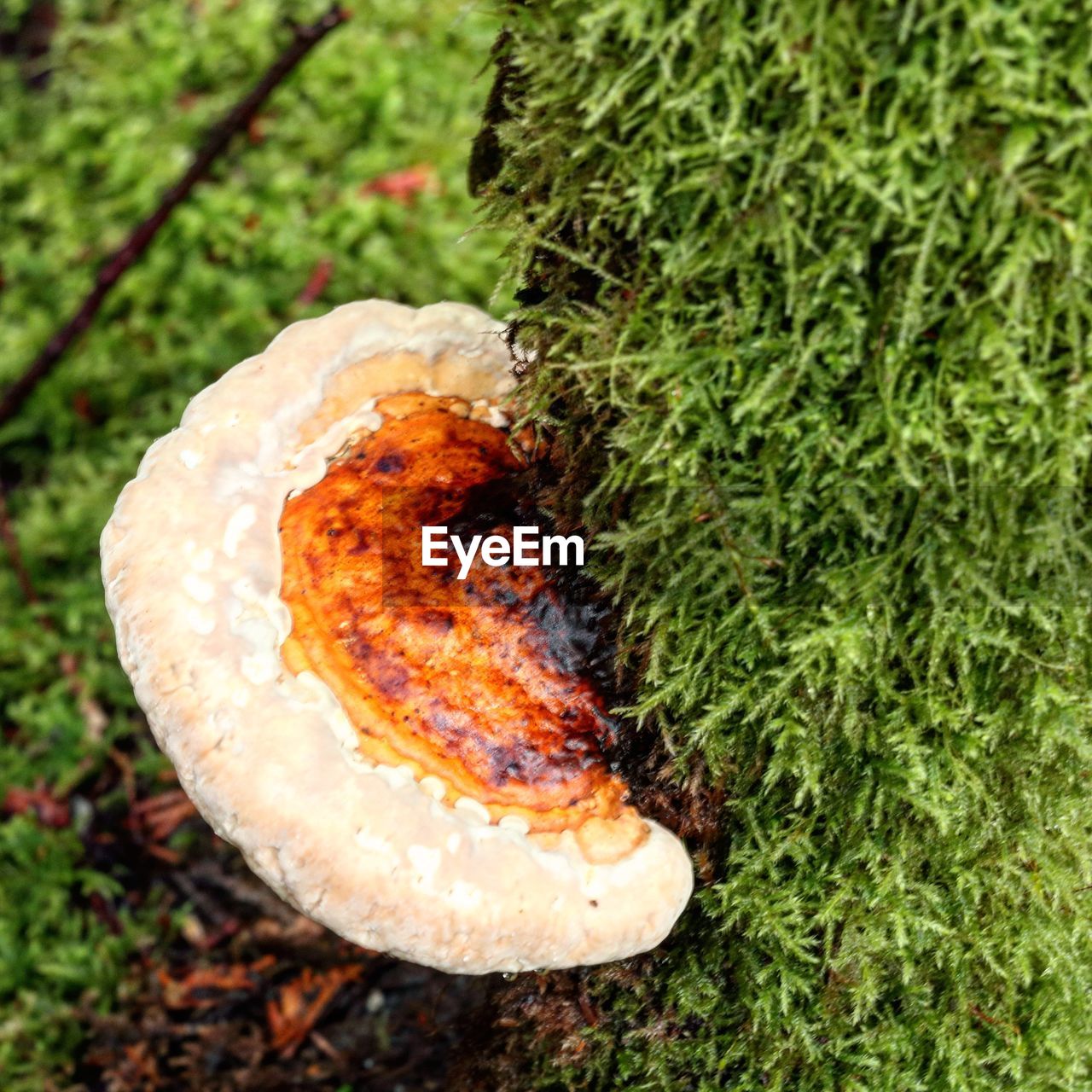 CLOSE-UP OF BREAD ON GRASS