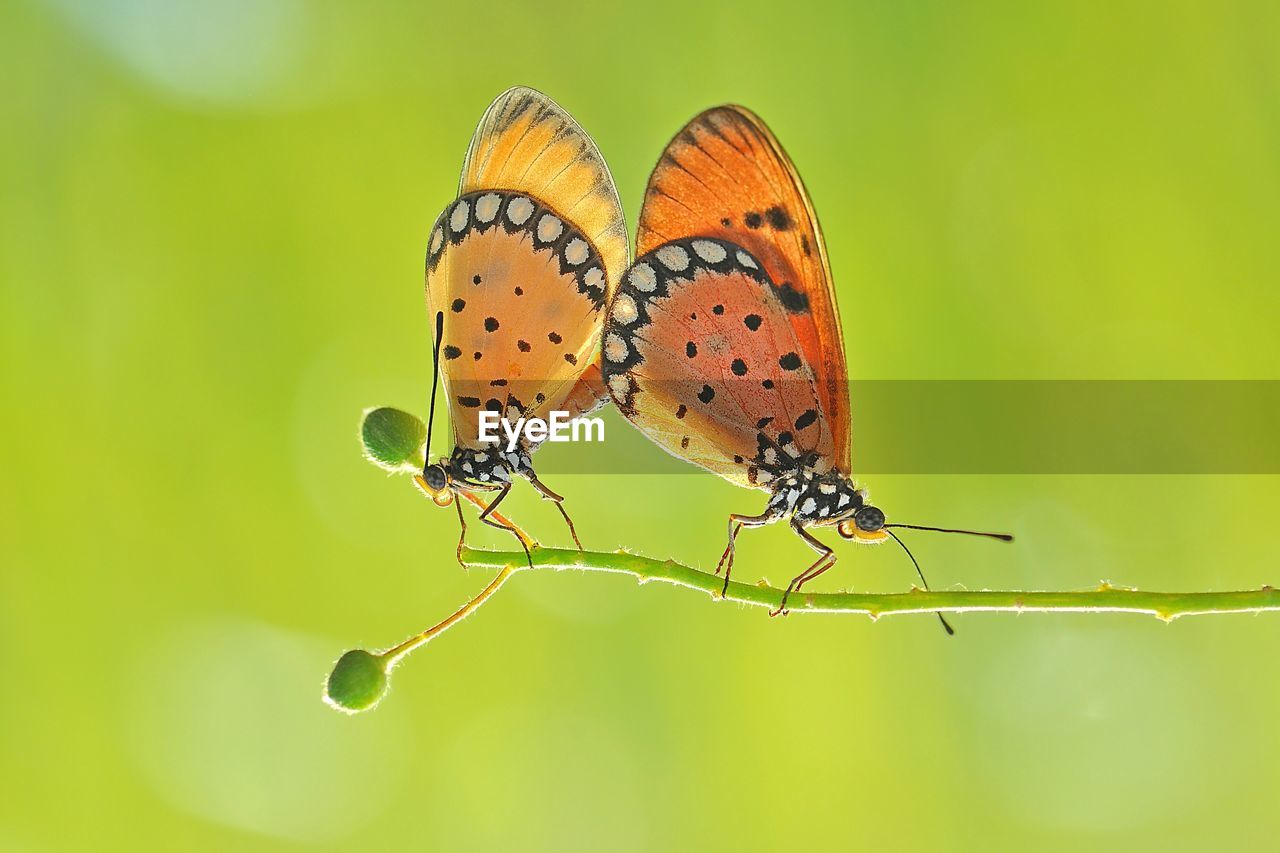 Butterflies mating on plant