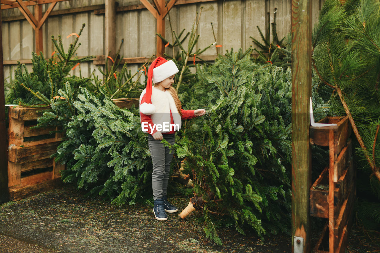 A girl chooses a christmas tree for sale at a shop
