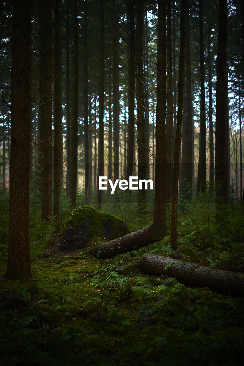 Fallen tree in the woods of speulderbos, a forest in the netherlands