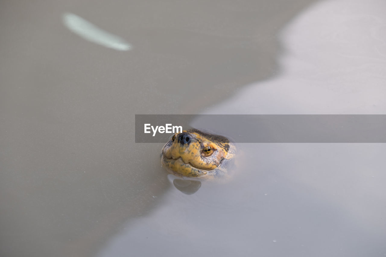 HIGH ANGLE VIEW OF TURTLE IN WATER