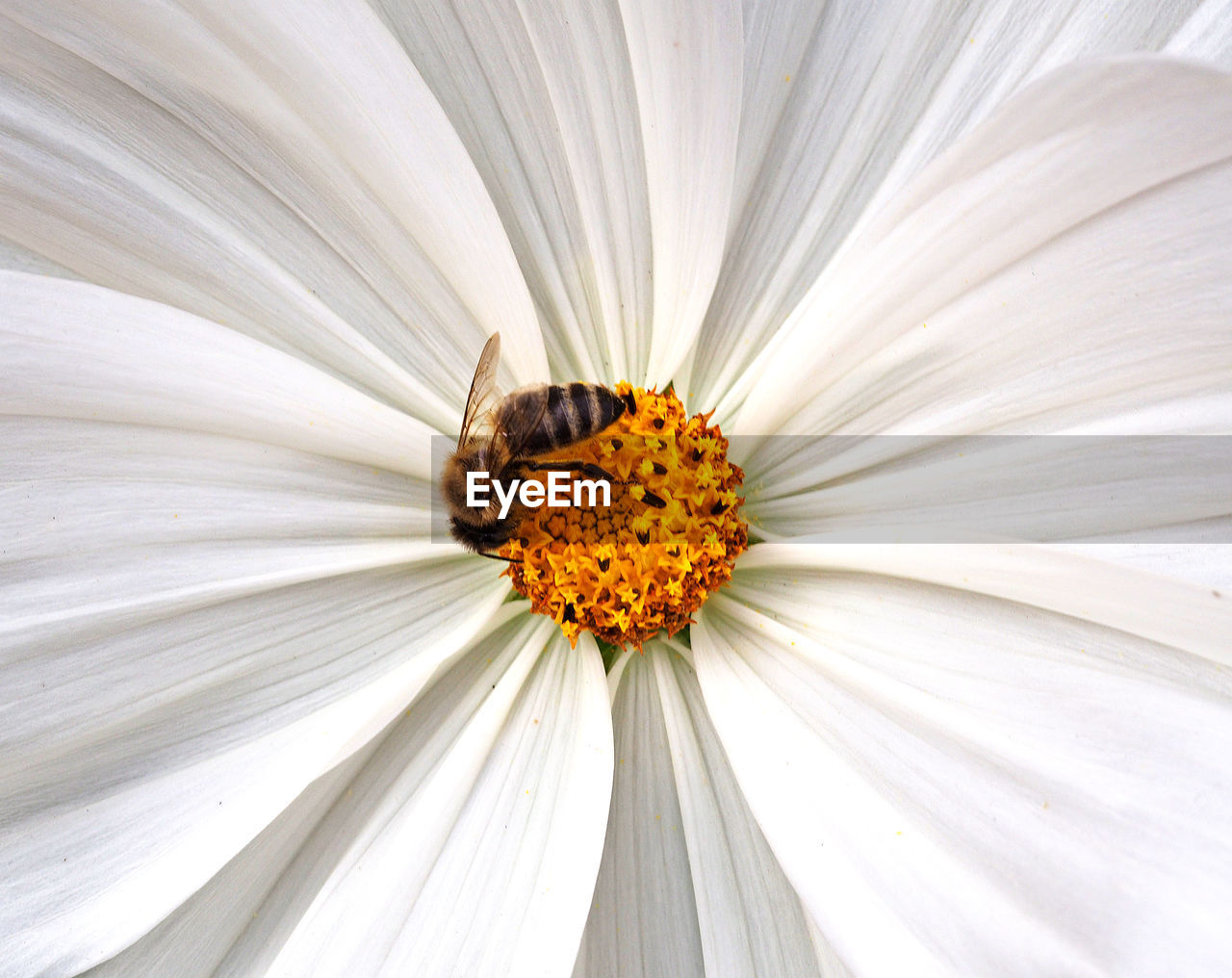 INSECT ON WHITE FLOWER