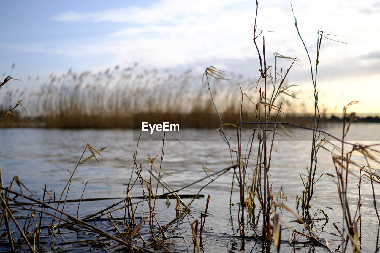 Close-up of reed grass by lake against sky