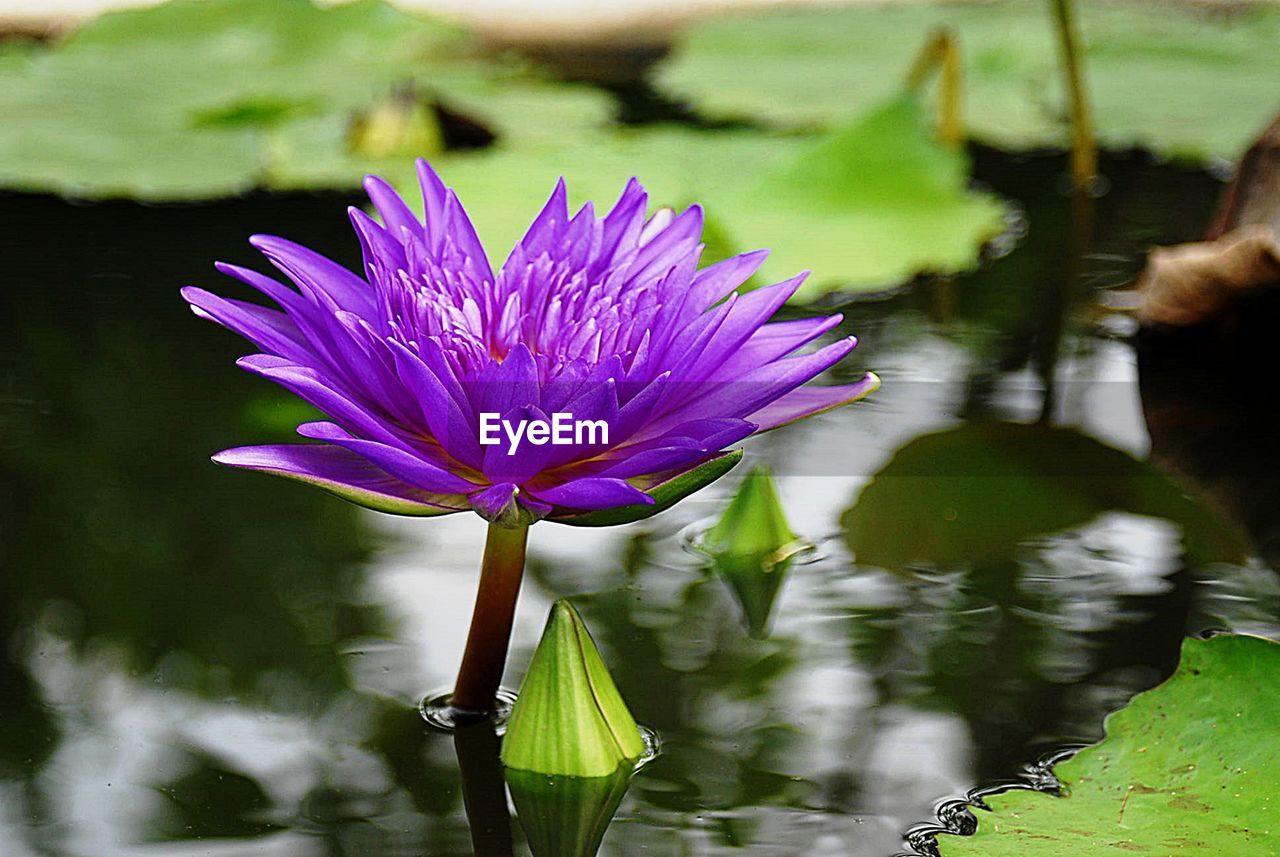 CLOSE-UP OF WATER LILY BLOOMING IN LAKE