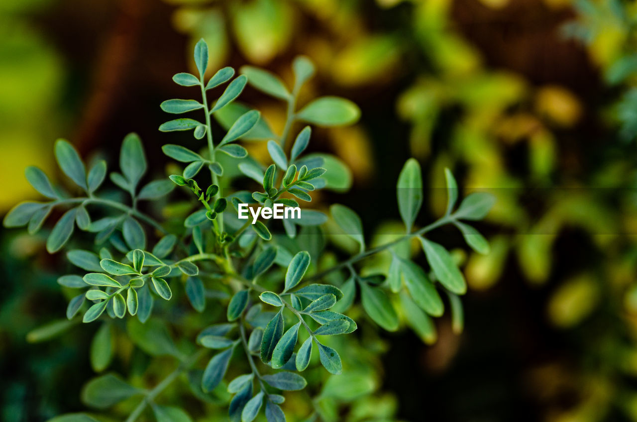 Close-up of fresh green leaves arruda