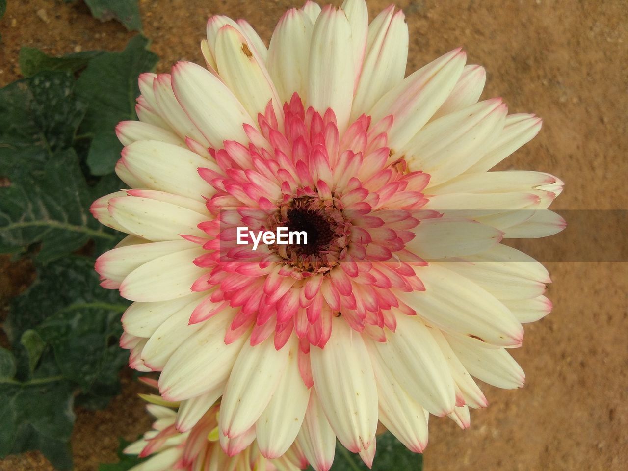 CLOSE-UP OF INSECT POLLINATING ON PINK FLOWER