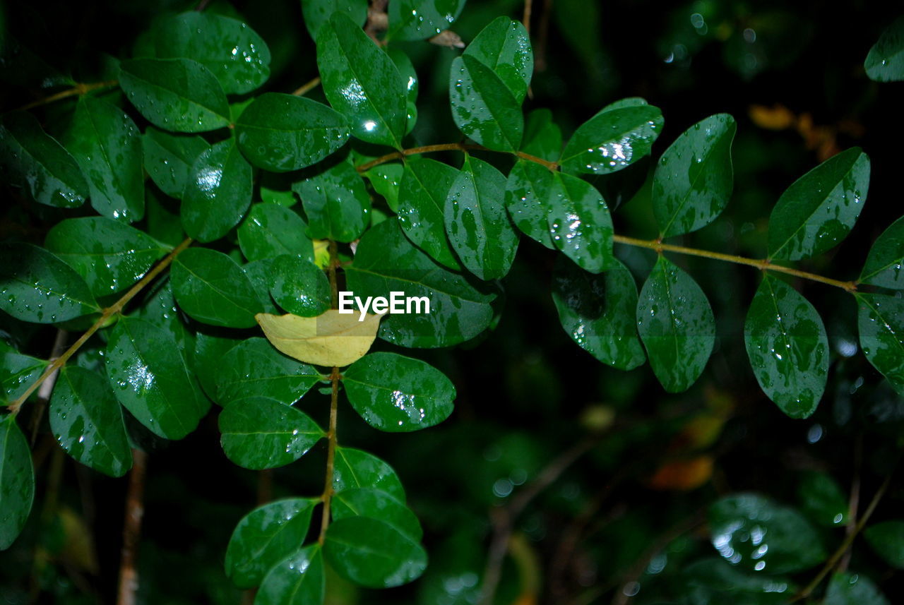 Close-up of wet plant leaves during rainy season