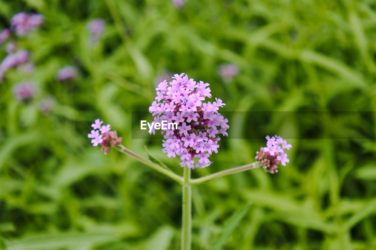 Close-up of purple flowering plant