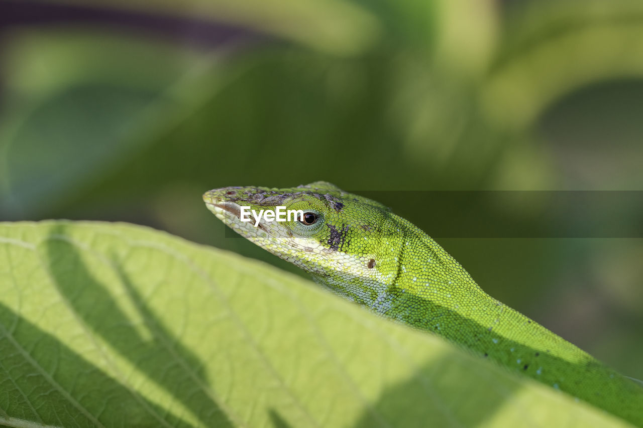 CLOSE-UP OF GREEN LIZARD ON LEAF